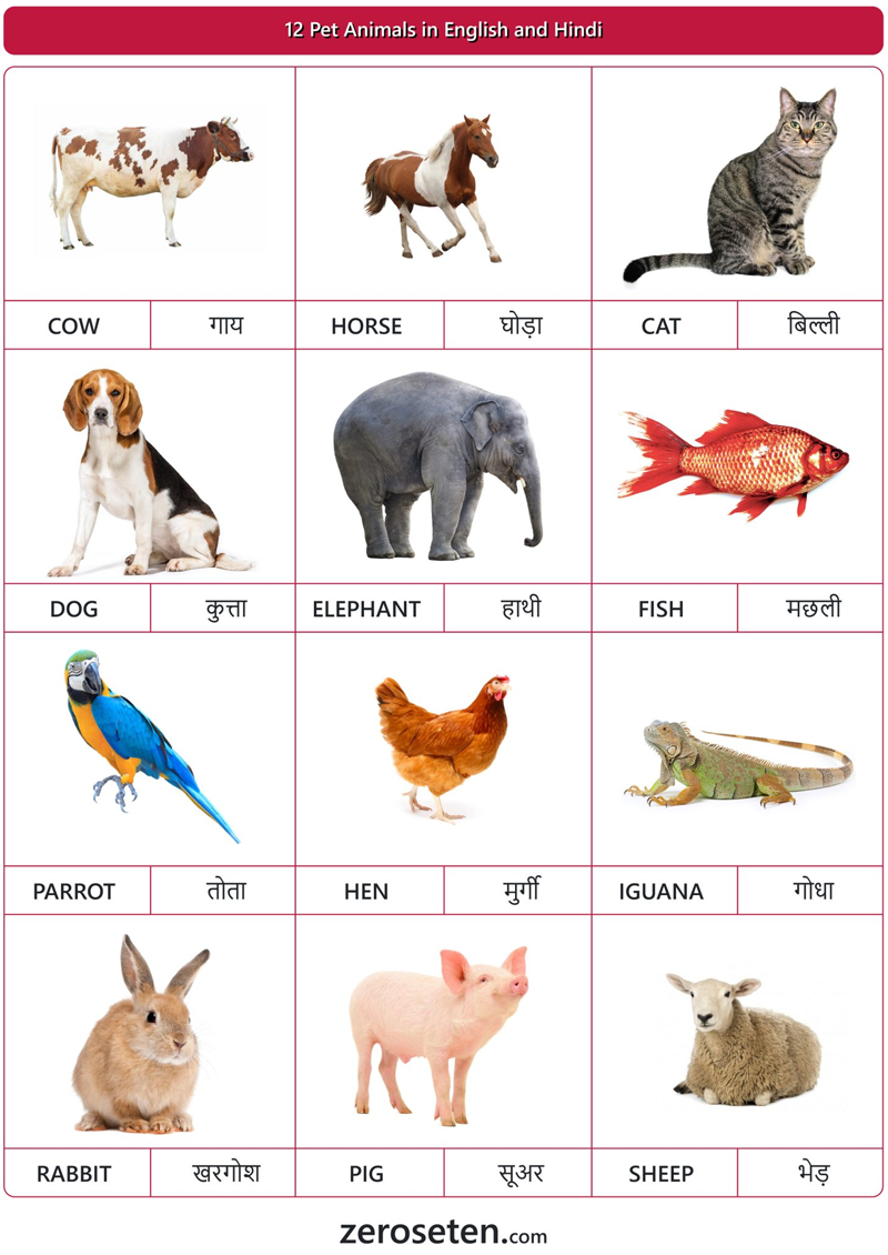 12 Pet Animals Names in Hindi and English - Zero se Ten Blog
