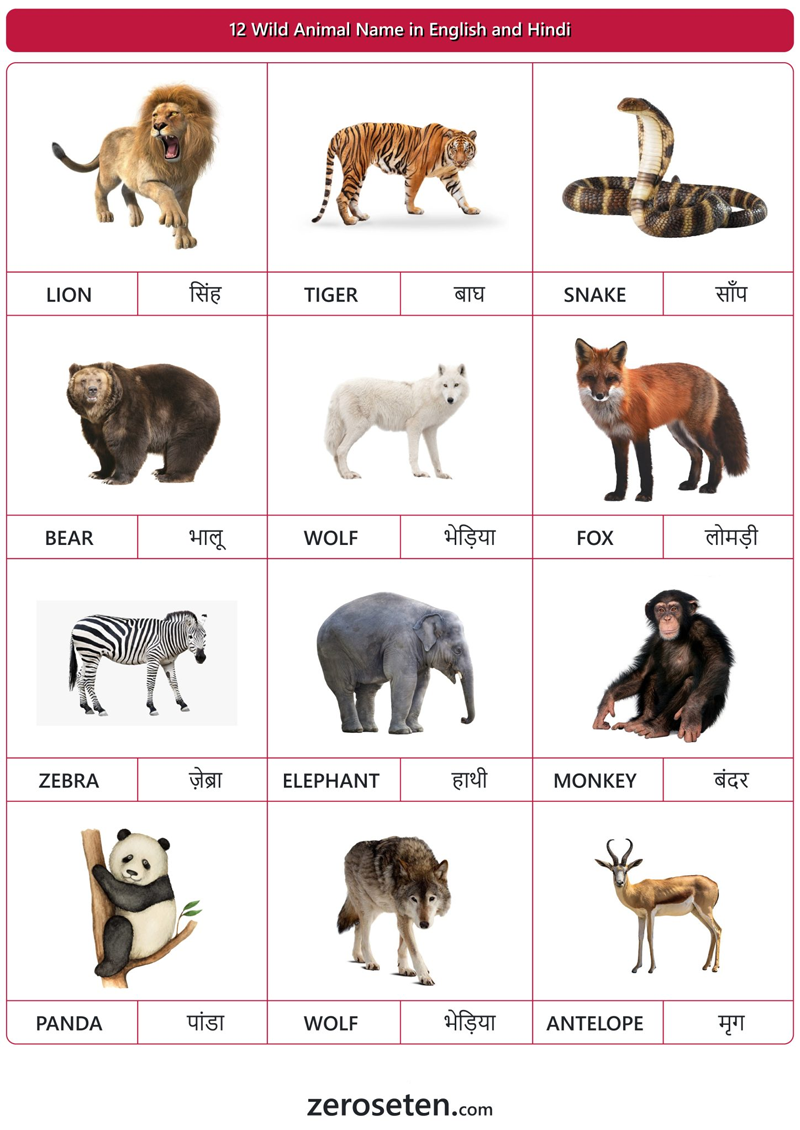 Wild Animals Names And Descriptions In English