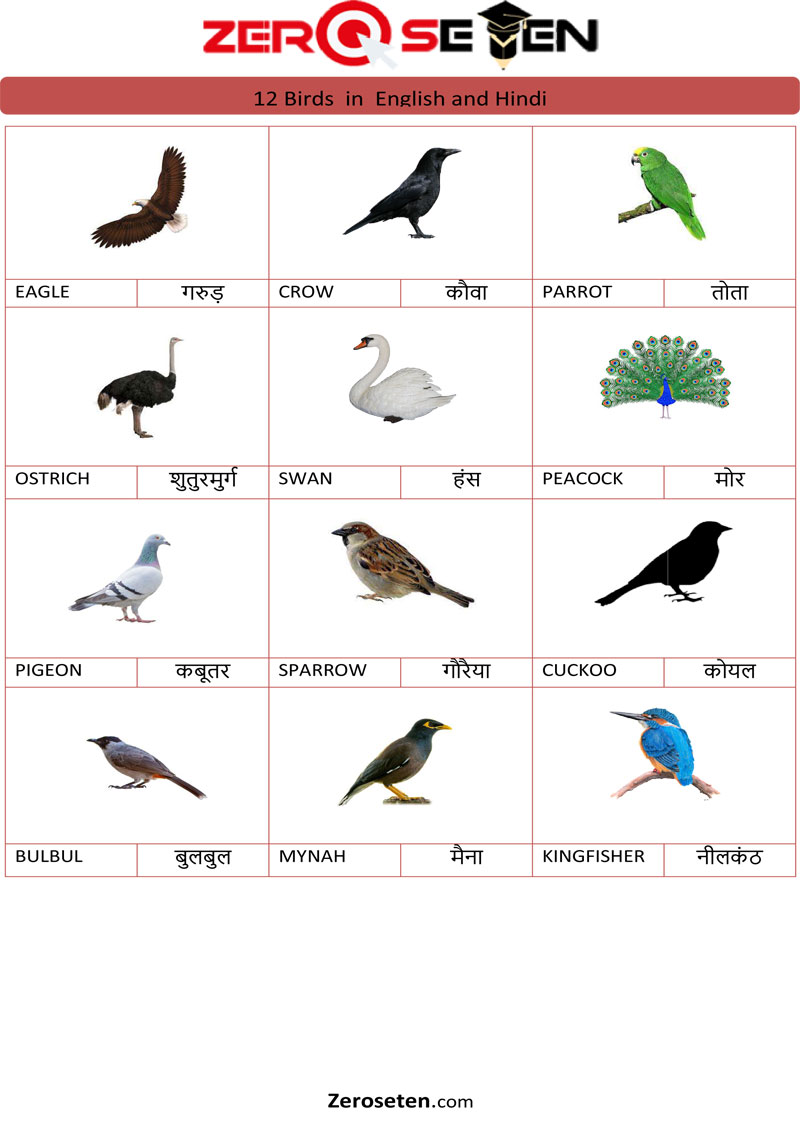 12 Birds Name in Hindi and English - Zero se Ten Blog