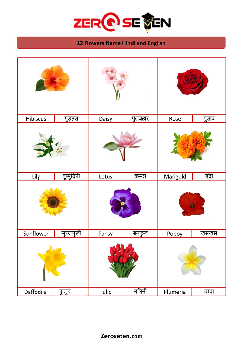 12 Flower Names in Hindi and English - Zero se Ten Blog